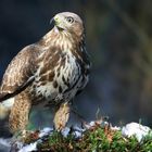 The Living Forest (616) : Buzzard