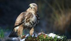 The Living Forest (616) : Buzzard