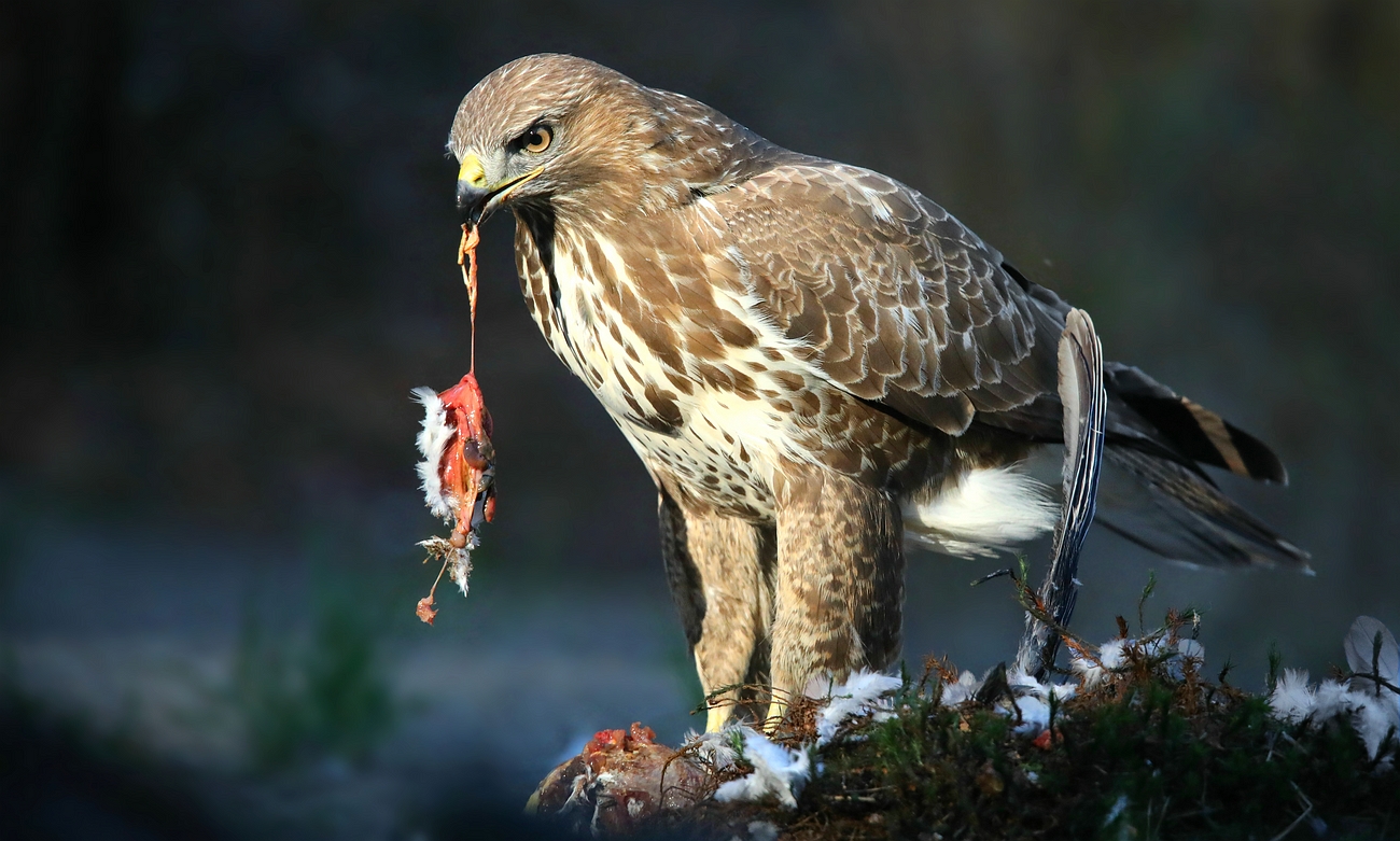 The Living Forest (617) : Buzzard