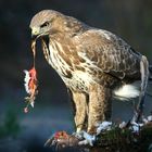 The Living Forest (617) : Buzzard