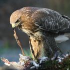 The Living Forest (618) : Buzzard