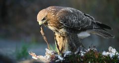 The Living Forest (618) : Buzzard