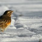 The Living Forest (619) : Redwing