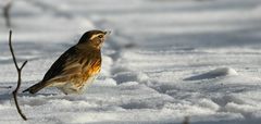 The Living Forest (619) : Redwing