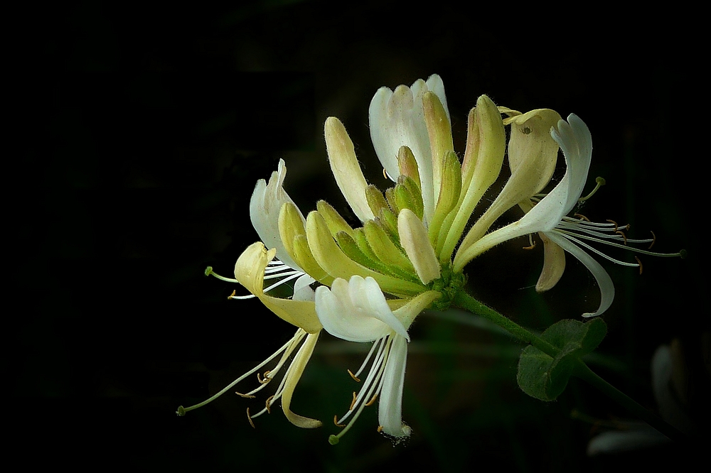 The Living Forest (62) : Common Honeysuckle