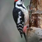 The Living Forest (620) : Middle Spotted Woodpecker