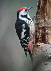 The Living Forest (620) : Middle Spotted Woodpecker