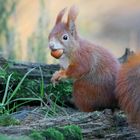 The Living Forest (622) : Red Squirrel
