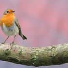 The Living Forest (623) : Robin