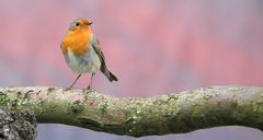 The Living Forest (623) : Robin