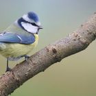 The Living Forest (624) : Blue Tit