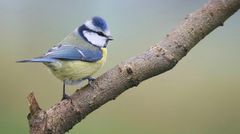 The Living Forest (624) : Blue Tit