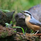 The Living Forest (625) : Nuthatch