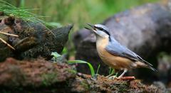 The Living Forest (625) : Nuthatch