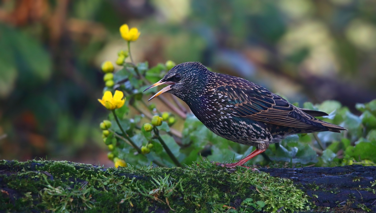 The Living Forest (626) : Starling