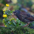 The Living Forest (626) : Starling