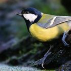 The Living Forest (627) : Great Tit