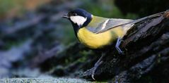 The Living Forest (627) : Great Tit