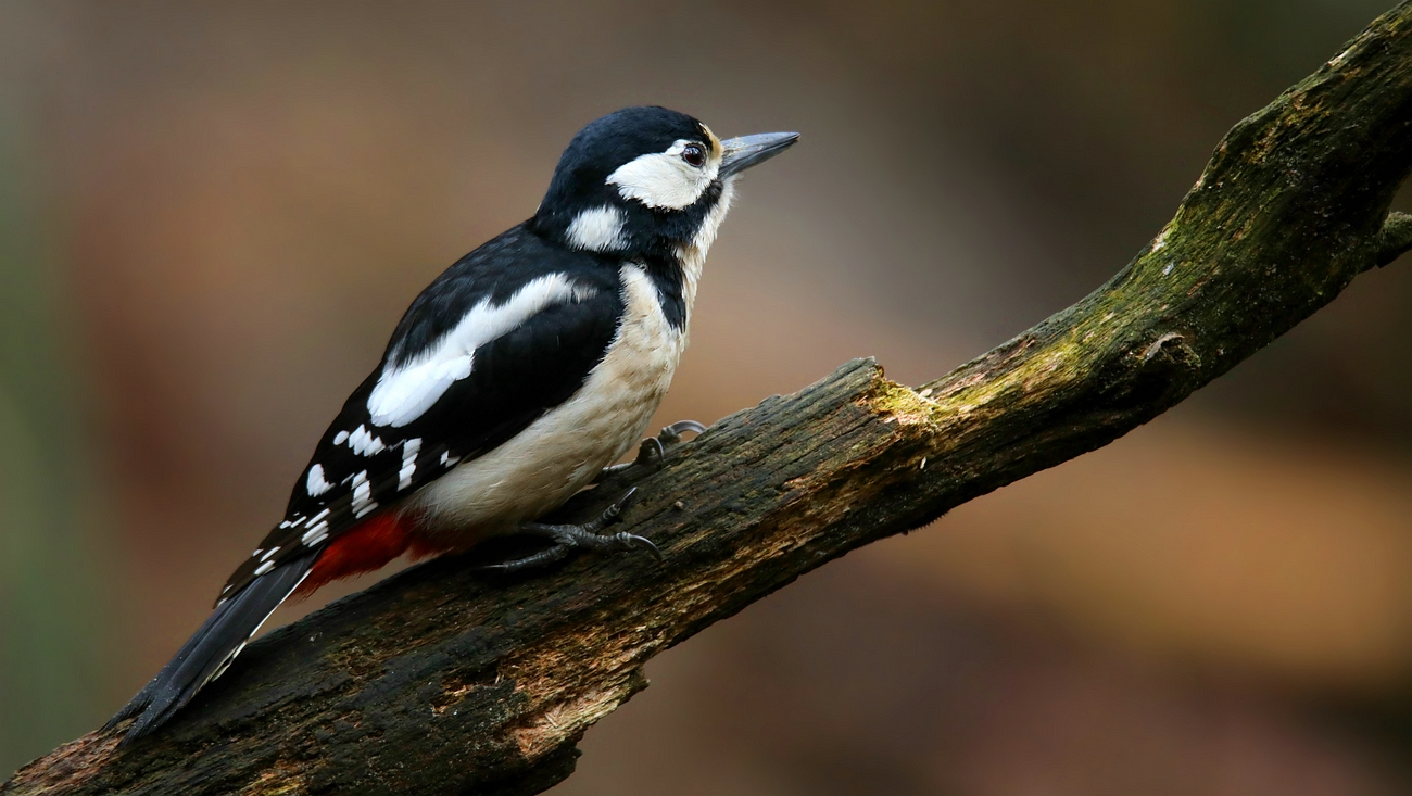 The Living Forest (628) : Great Spotted Woodpecker