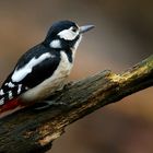 The Living Forest (628) : Great Spotted Woodpecker