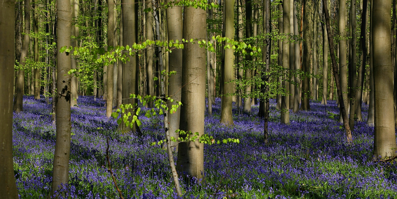 The Living Forest (629) : A sea of Bluebells