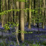 The Living Forest (629) : A sea of Bluebells