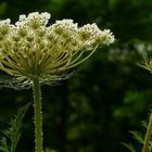 The Living Forest (63) : Common Hogweed