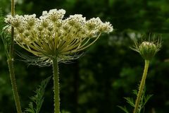 The Living Forest (63) : Common Hogweed