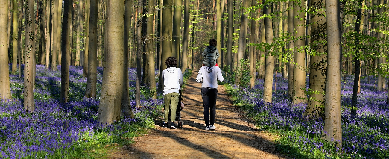 The Living Forest (630) : A sea of Bluebells