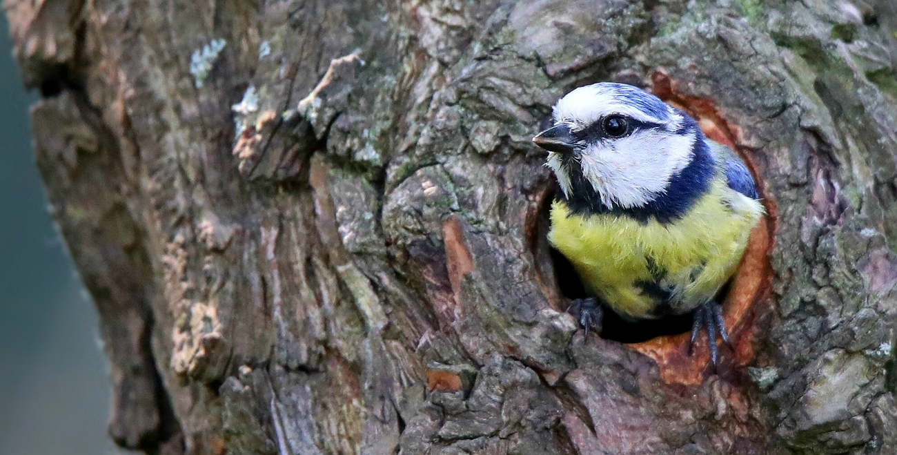 The Living Forest (631) : Blue Tit