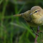 The Living Forest (632) : Chiffchaff