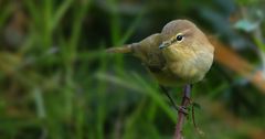 The Living Forest (632) : Chiffchaff