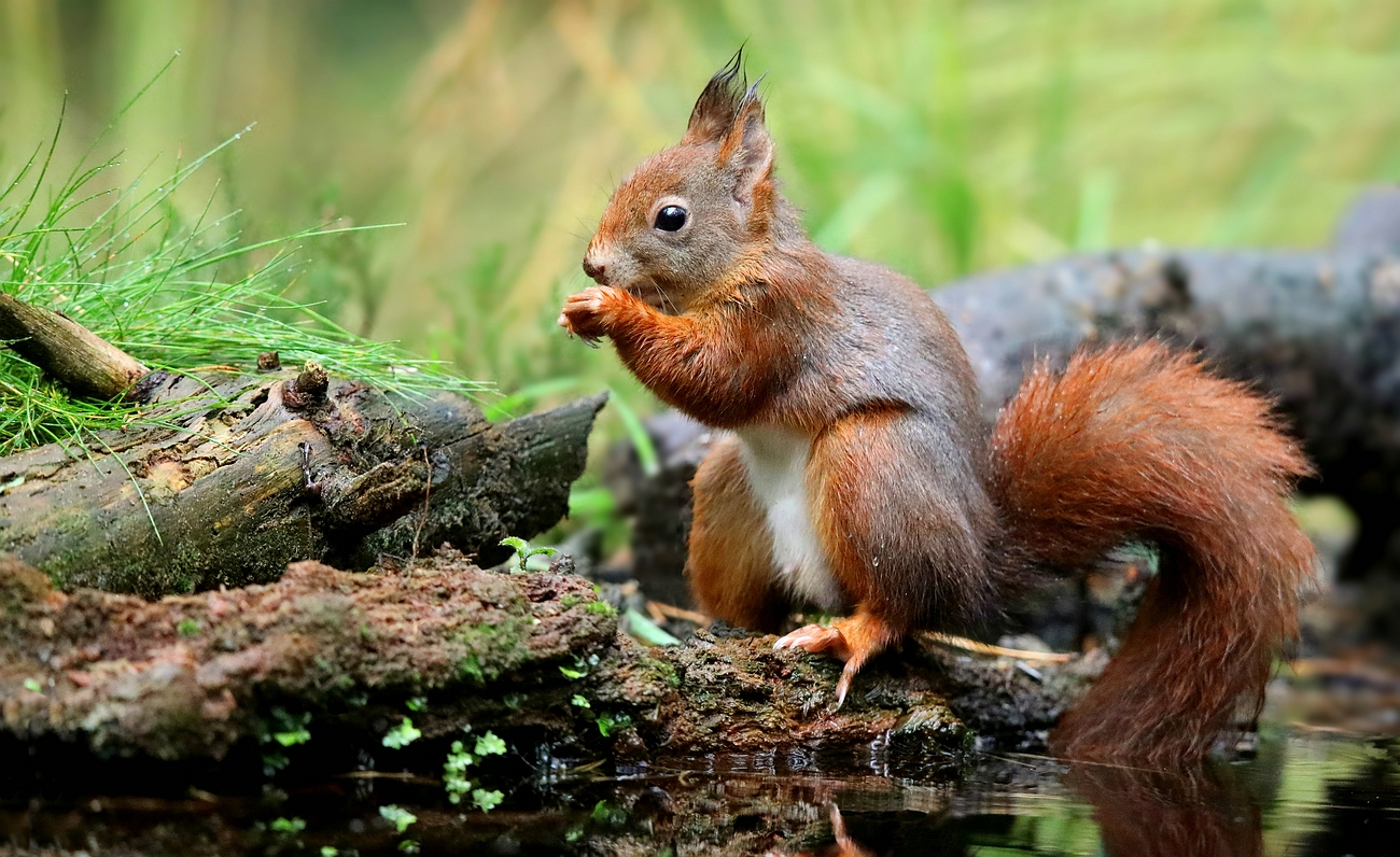 The Living Forest (633) : Red Squirrel