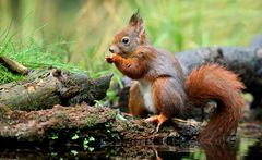 The Living Forest (633) : Red Squirrel