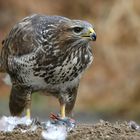 The Living Forest (634) : Buzzard