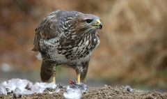 The Living Forest (634) : Buzzard