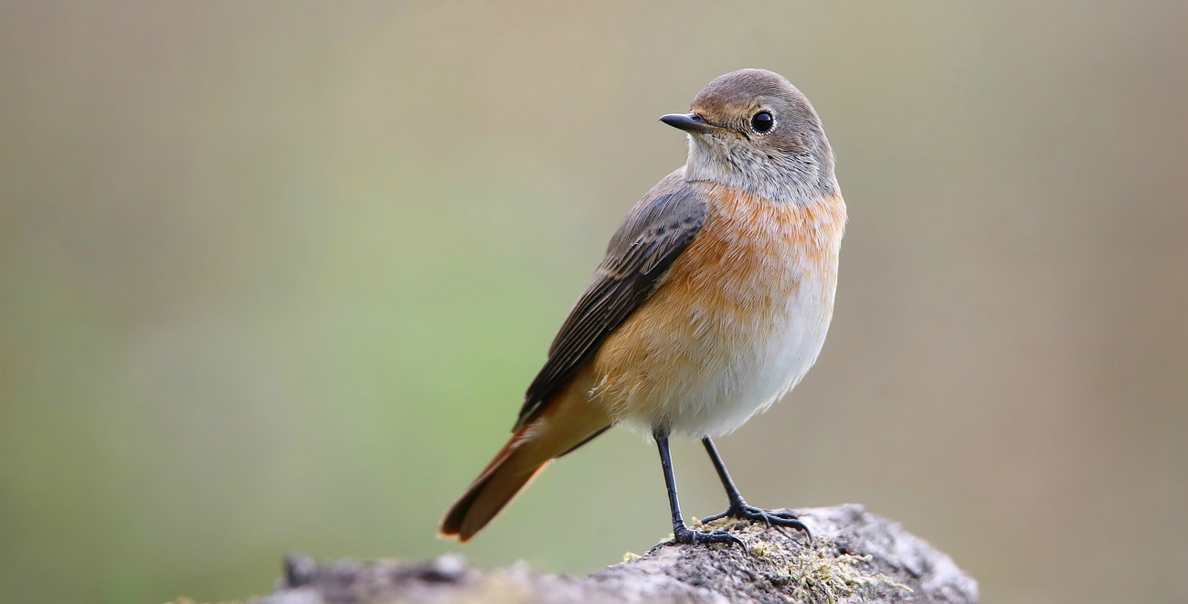 The Living Forest (635) : Common Redstart