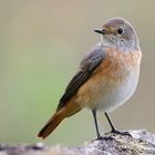 The Living Forest (635) : Common Redstart