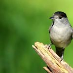 The Living Forest (636) : Blackcap