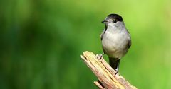 The Living Forest (636) : Blackcap