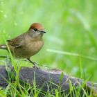 The Living Forest (637) : Blackcap