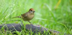The Living Forest (637) : Blackcap