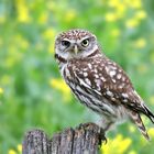The Living Forest (638) : Little Owl