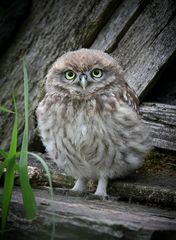 The Living Forest (639) : Little Owl chick