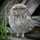 The Living Forest (639) : Little Owl chick