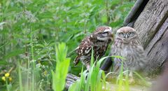 The Living Forest (640) : Little Owl 