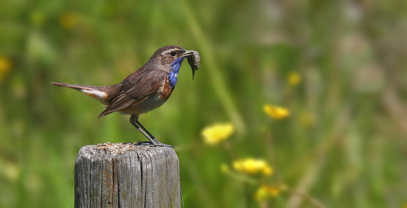 The Living Forest (641) : Bluethroat