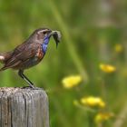 The Living Forest (641) : Bluethroat