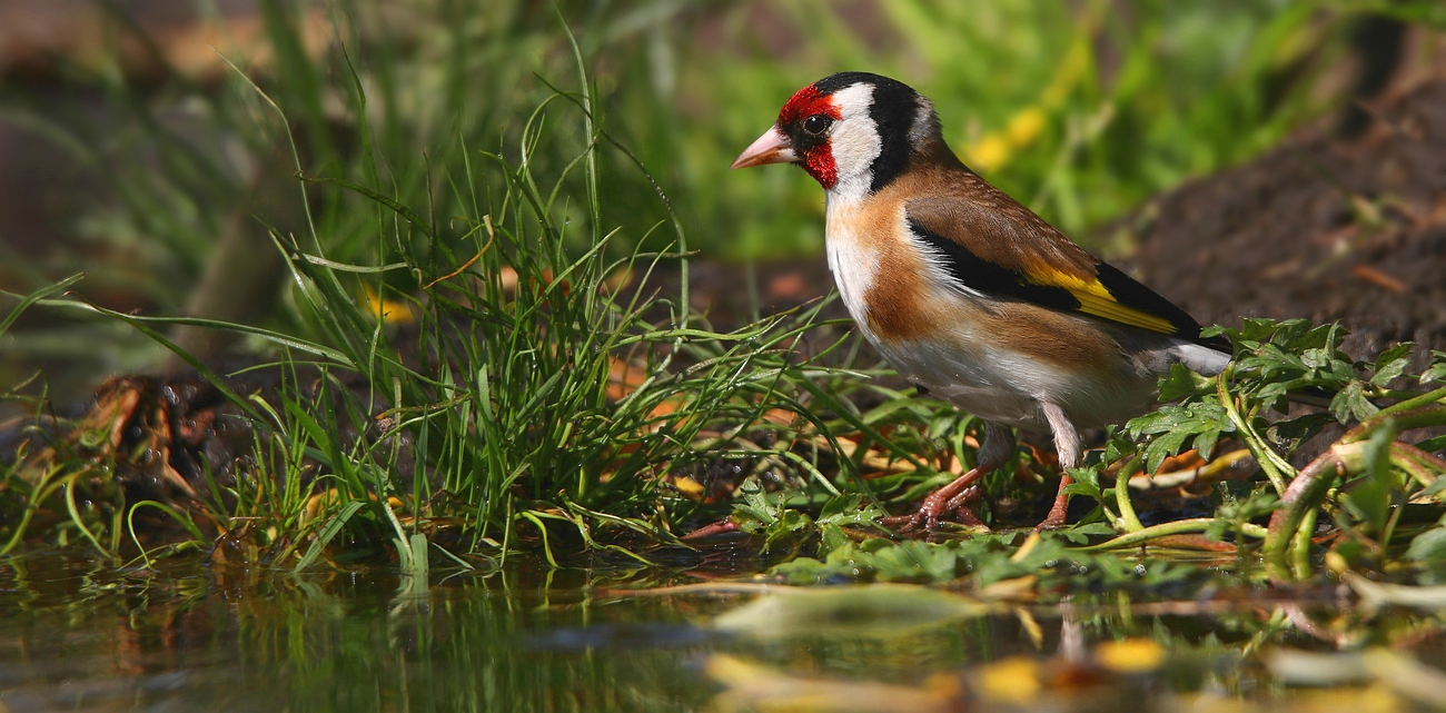 The Living Forest (642) : Goldfinch