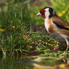 The Living Forest (642) : Goldfinch